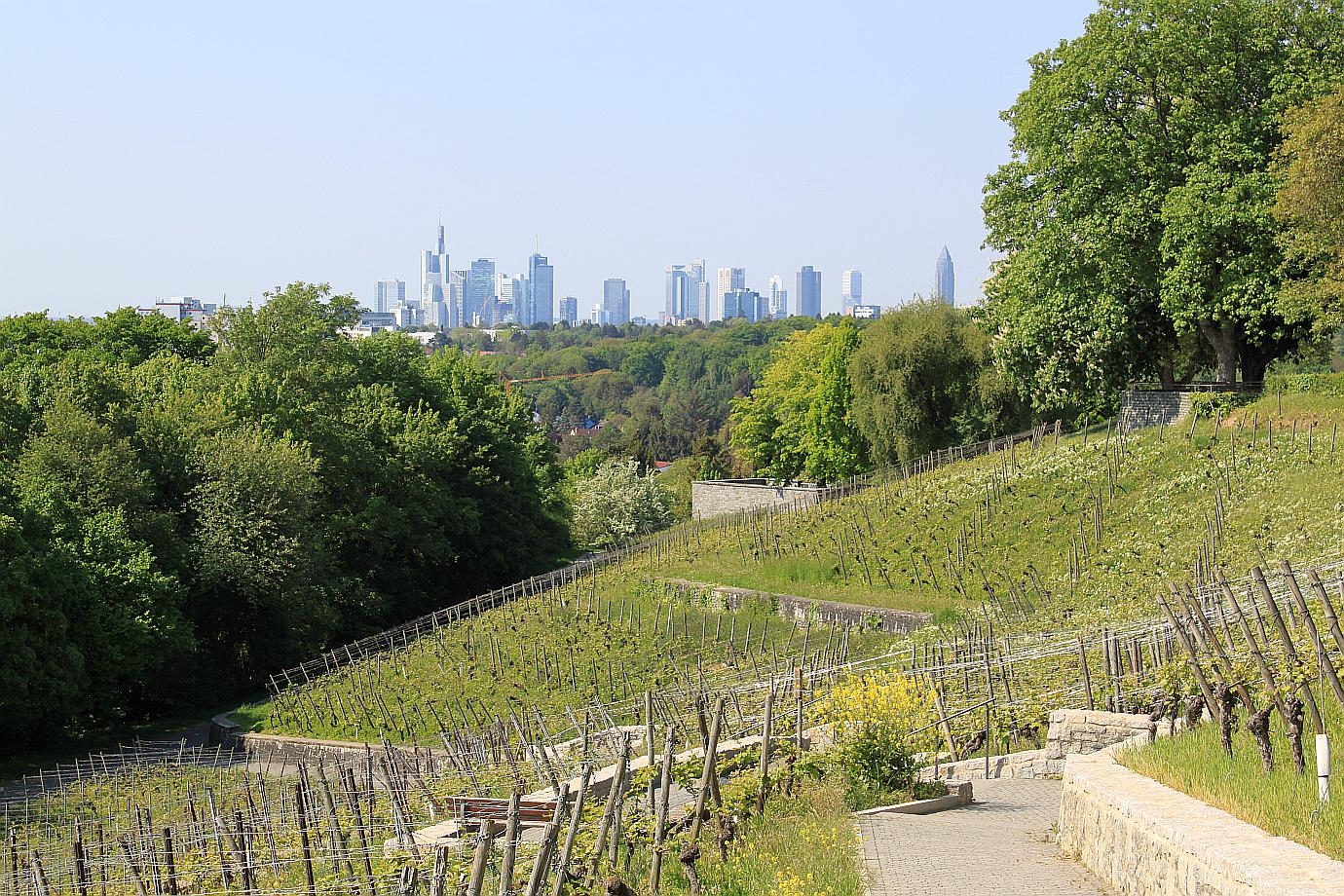 Am Lohrberg – WeinWandern in Frankfurt am Main