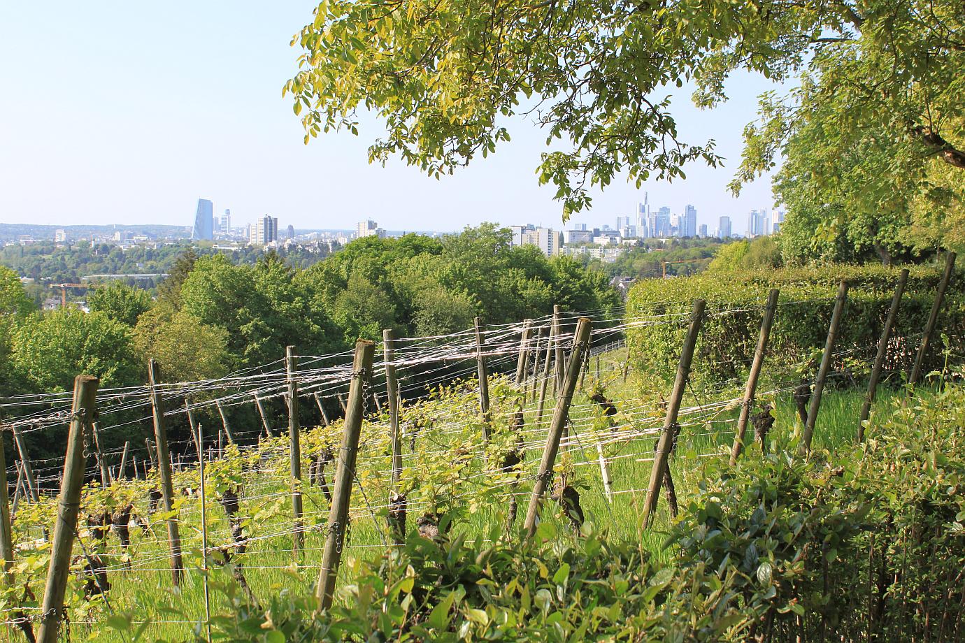 Lohrberg | Frankfurt