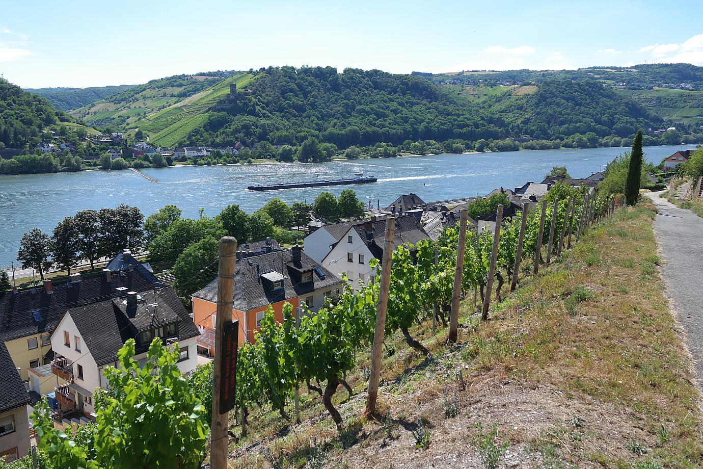 Weinwandern in Lorch