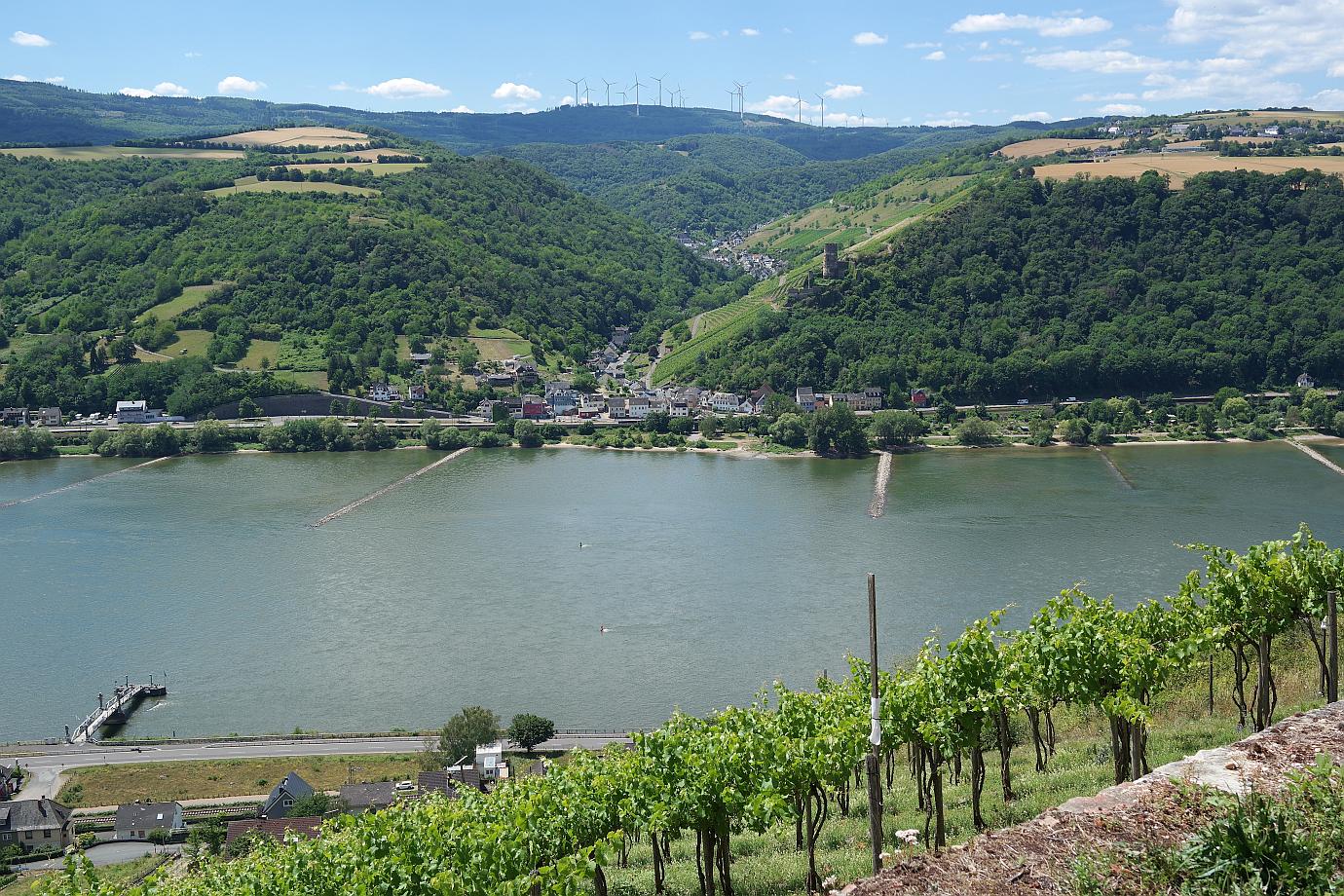 Weinwandern am RheinSteig