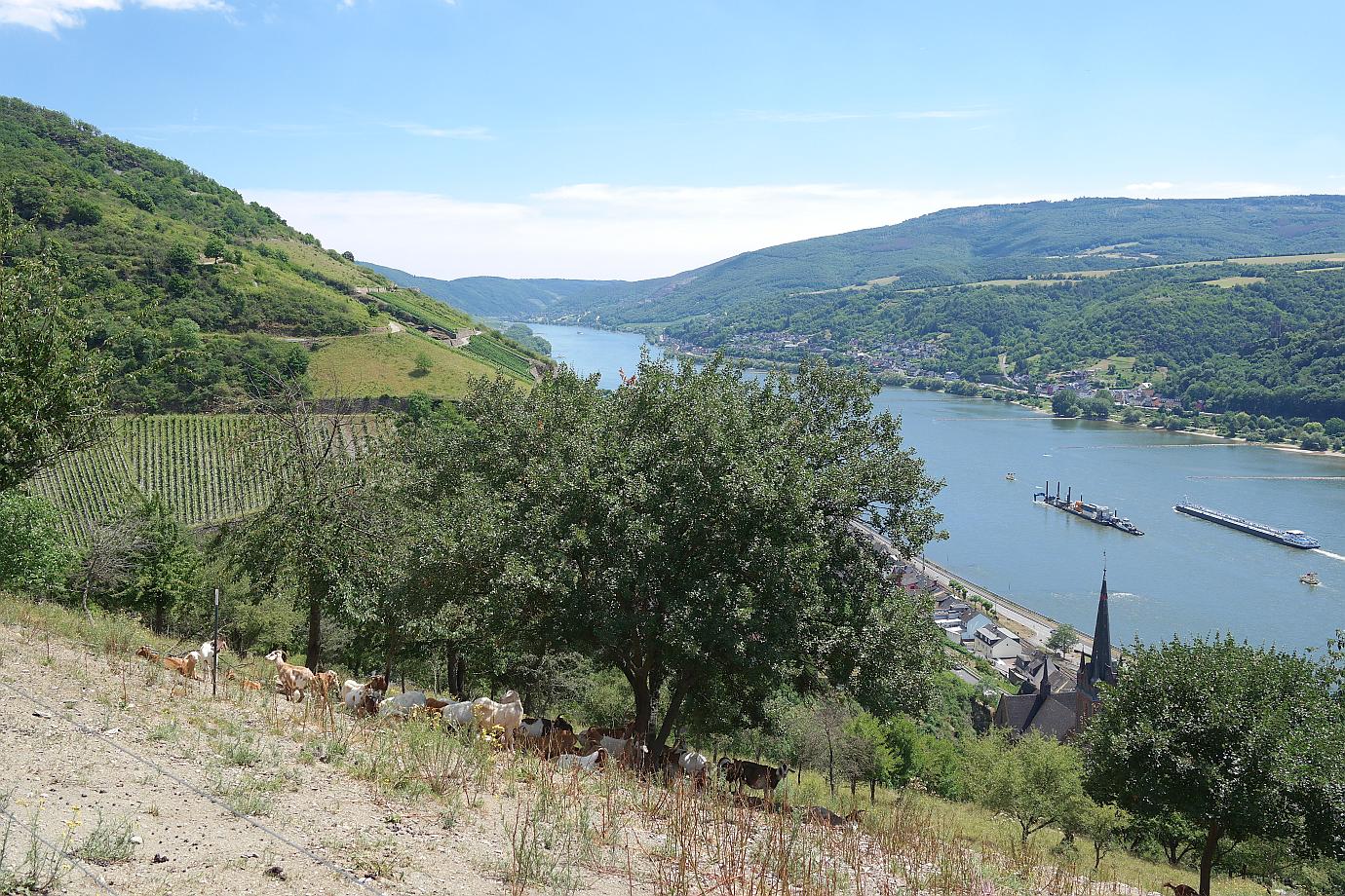 Ziegenherde bei Lorchhausen