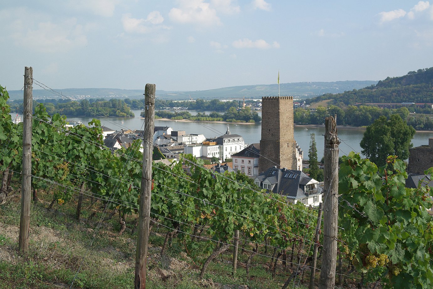 Weinwandern in Rüdesheim