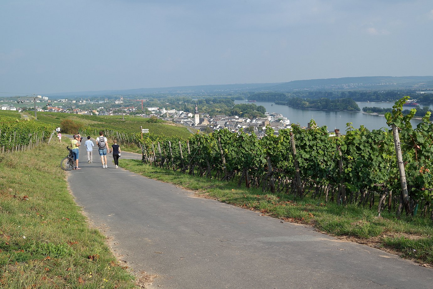 Weinwandern in Rüdesheim