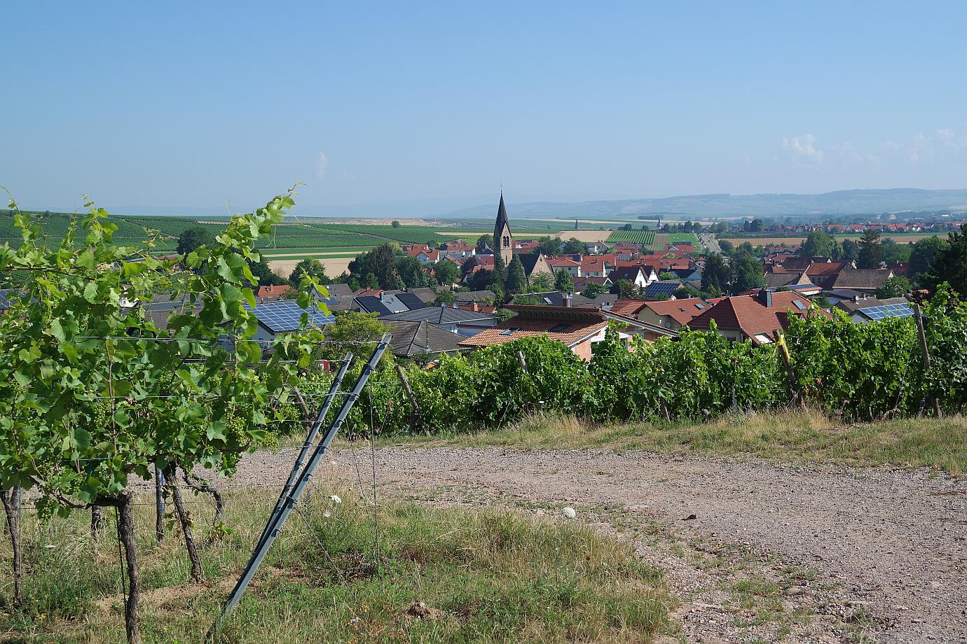 Blick auf Siefersheim