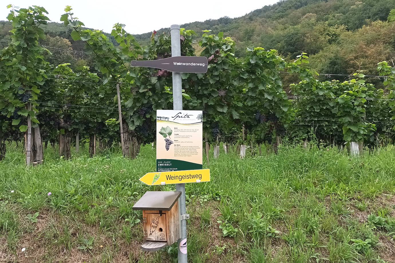 Weinwanderweg Spitz | Wachau