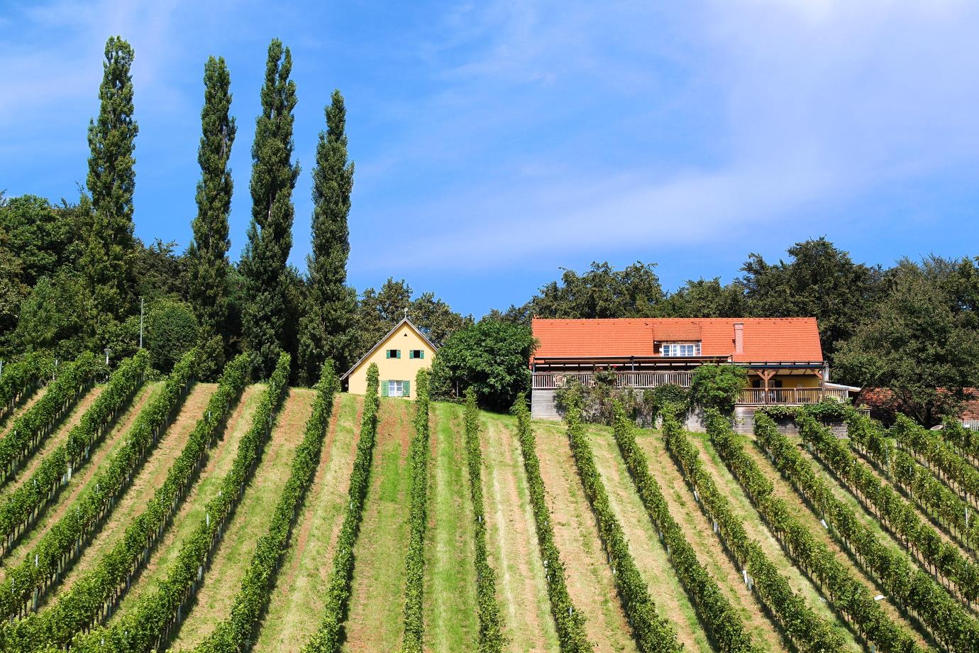 Weingut & Buschenschank Trummer