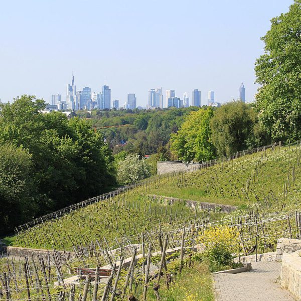 Am Lohrberg – WeinWandern in Frankfurt am Main