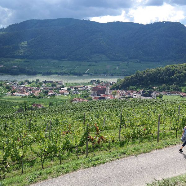 Weinwanderweg Spitz – Wachau, Niederösterreich