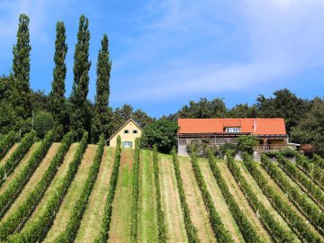 Weingut & Buschenschank Trummer