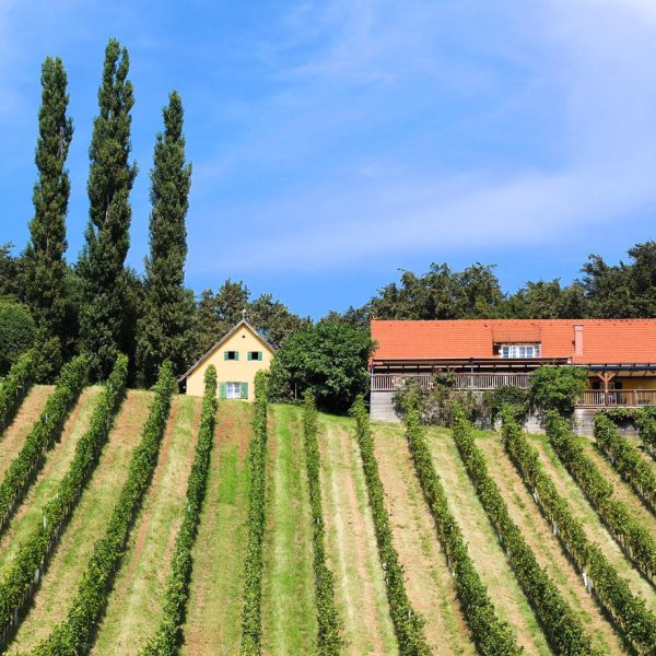 Weingut & Buschenschank Trummer