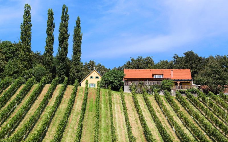 Weingut & Buschenschank Trummer